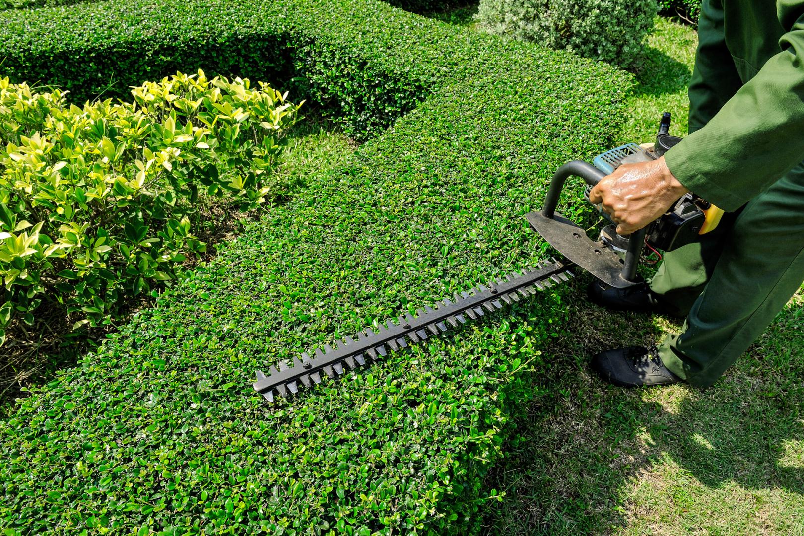 Hedge Trimming & Pruning Melbourne Northern Suburbs